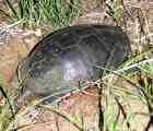 Samica korytnačky močiarnej pri zahrabávaní a maskovaní znášky