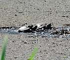 Korytnačky močiarne sa len s námahou brodia v riedkom bahne a posledných zvyškoch vody