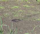 Zahrabaná korytnačka močiarna snažiaca sa prečkať nepriaznivý stav správaním pripomínajúcim estiváciu