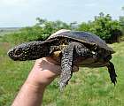 Dospelá samica korytnačky močiarnej nájdená v centre obce Streda nad Bodrogom