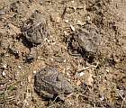 Desať úplne vyvinutých a úspešne vyliahnutých korytnačiek močiarnych, ktoré uhynuli v znáške počas zimy 2017/2018