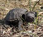 Putujúce mláďa korytnačky močiarnej pozorované už 3. apríla