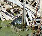 Už 9. marca pozorovaná vyhrievajúca sa korytnačka močarna