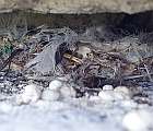 Hniezdo dážďovníka skalného v špáre rozostavaného paneláku v Michalovciach