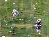 Korytnačky močiarne - vpredu samec, vzadu samica