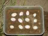 Vajcia z prekladanej znky korytnaky moiarnej s vybrat a uloen do nhradnej znky na bezpenom mieste