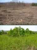 Lesohospodrska innos v blzkosti hranc NPR Tajba a nsledn zarastanie holorubu invznymi krovinami (hore je snmka zo 17.3.2010; dole je snmka toho istho miesta z 28.4.2011)