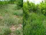 Zmena charakteru kladiska korytnaky moiarnej - pieskomiln a xerotermn vegetcia je vytlan vysokmi bylinami a krovinami (vavo je snmka z 13.6.2011; vpravo je snmka toho istho miesta z 18.5.2012)