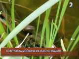 vodn obrazovka reporte z krstu potovej znmky "Korytnaka moiarna", ktor Slovensk televzia vysielala 13.11.2009