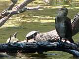 Mauremys rivulata - two adults and ... juvenile Phalacrocorax carbo